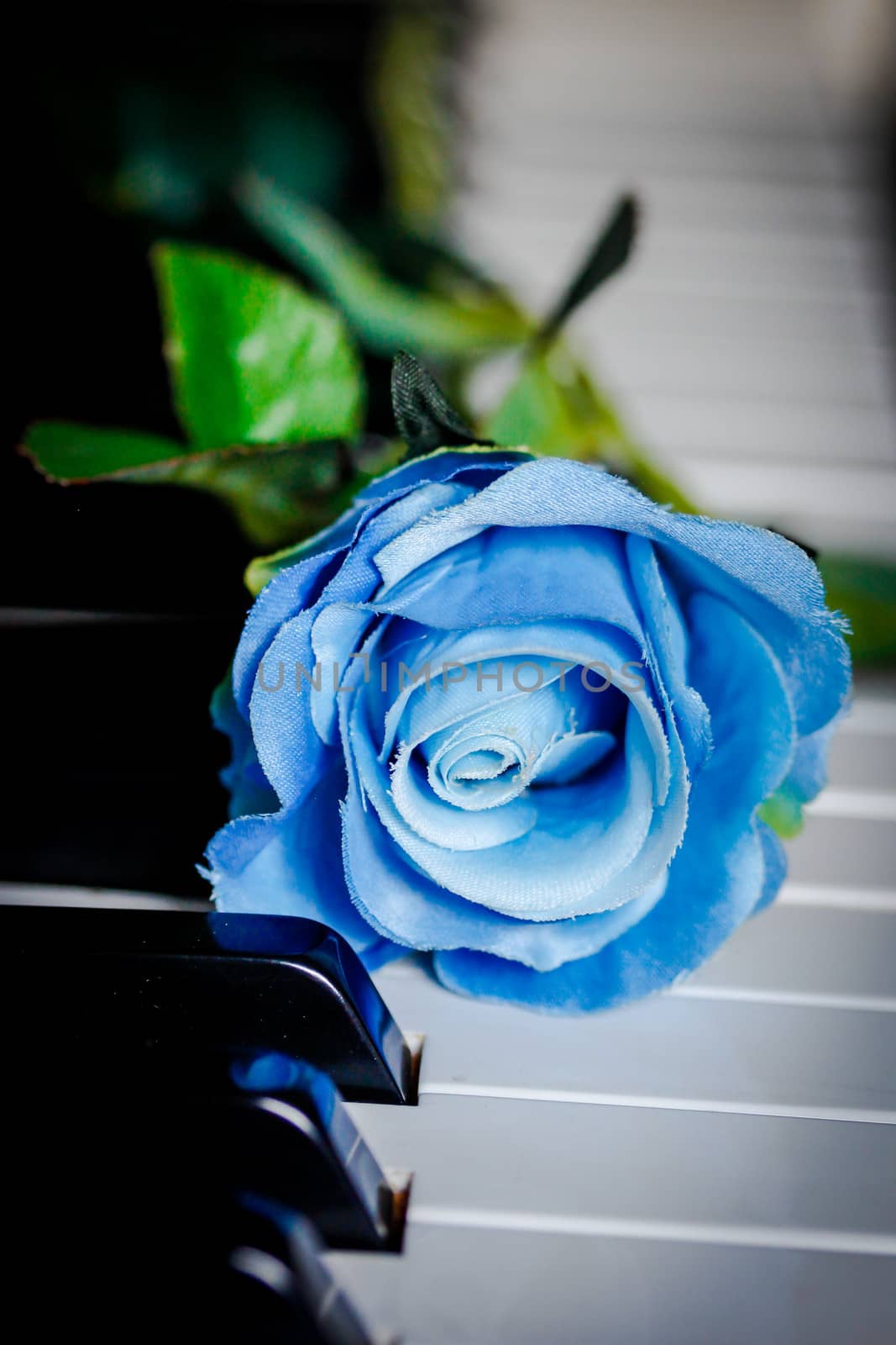 Blue rose on a piano by FeSeven