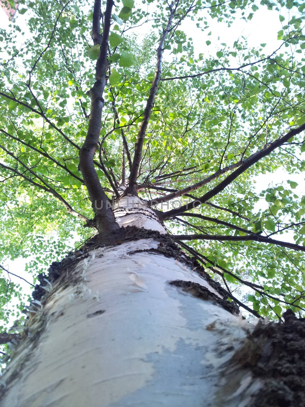 Low angle shot of birch trunk and bright green leaves