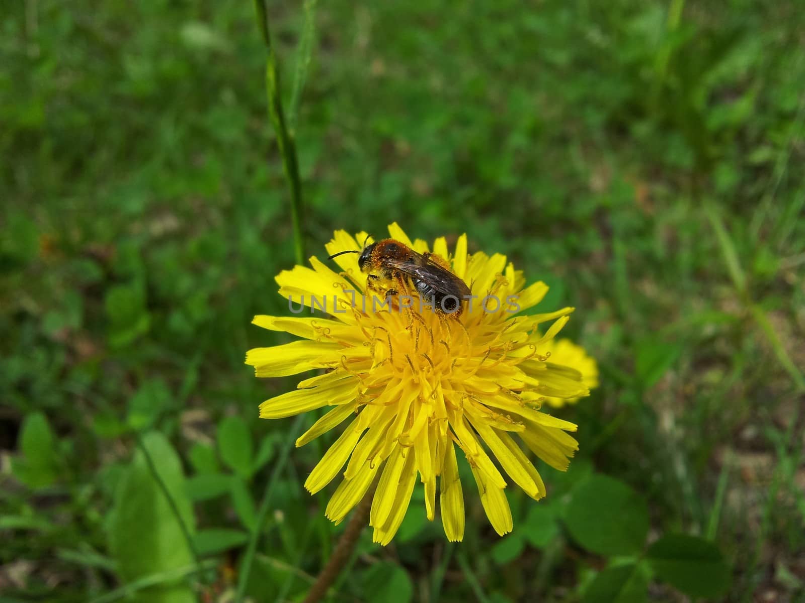 Bee gathering pollen on a yellow dandelion flower towards green grass