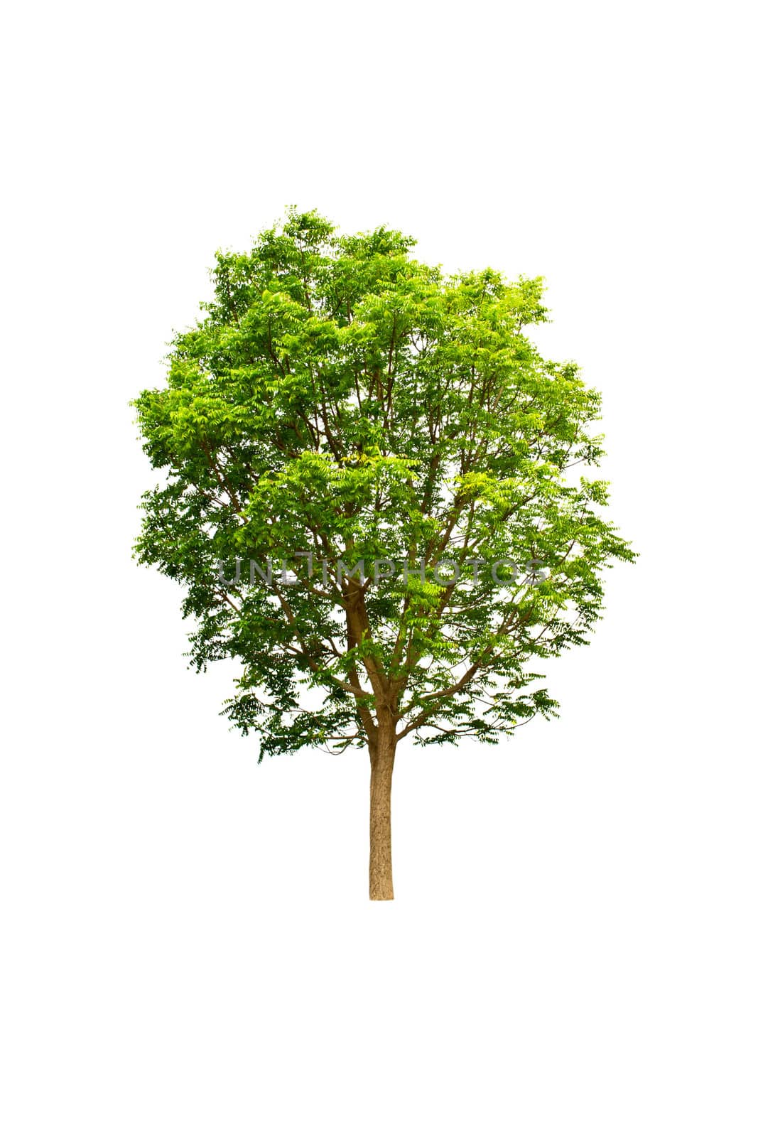 Tree isolate on a white background