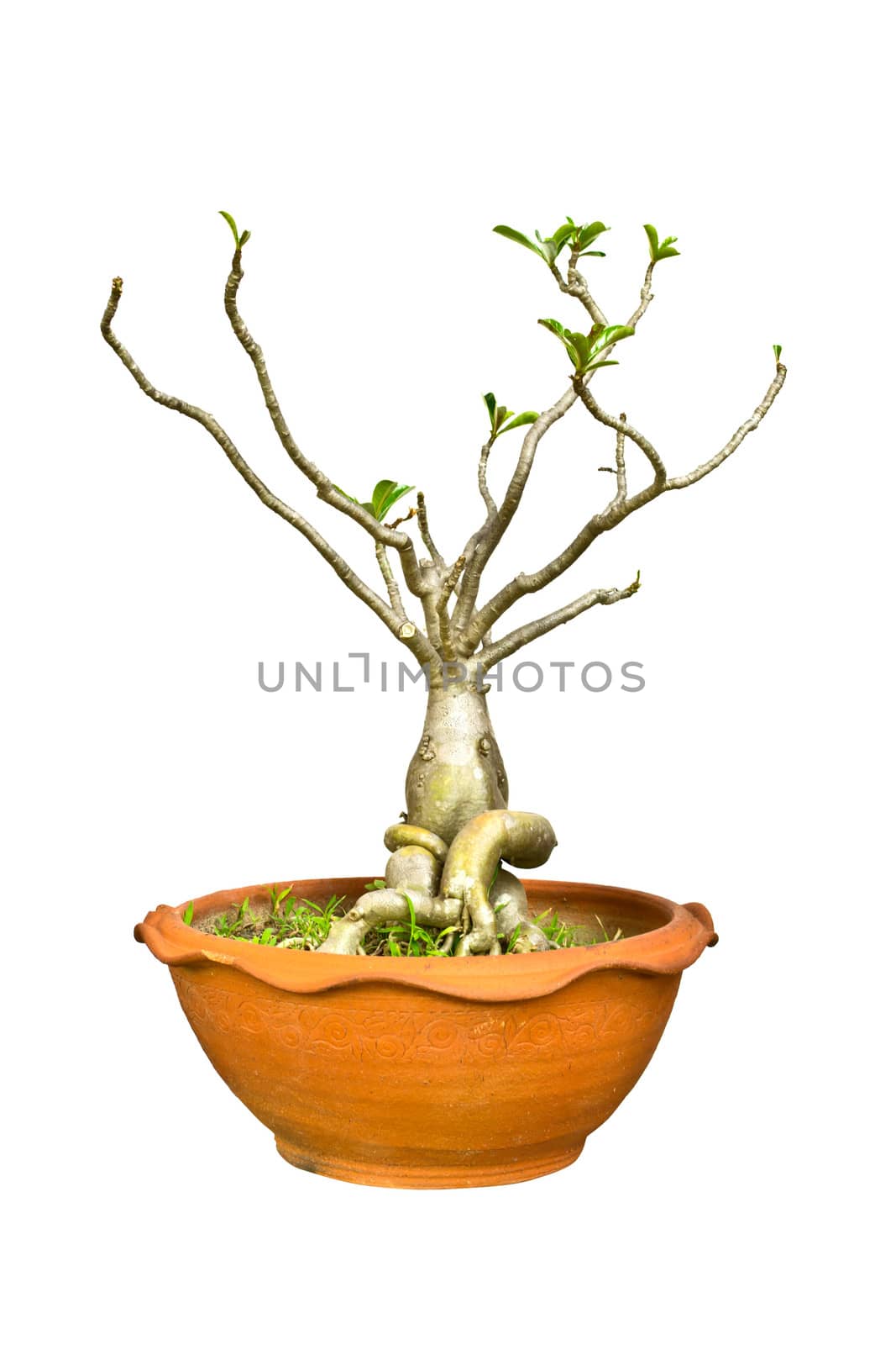Adenium tree isolate on white background