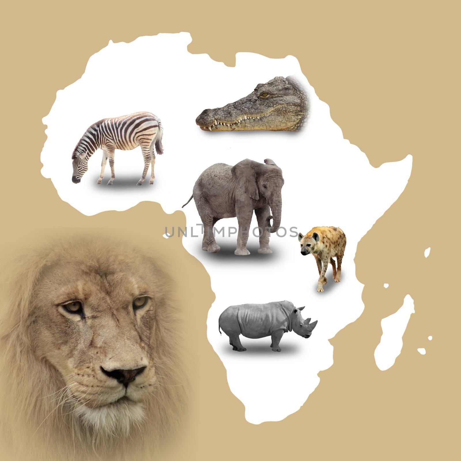 a map of africa with some isolated animals and a portrait of a lion