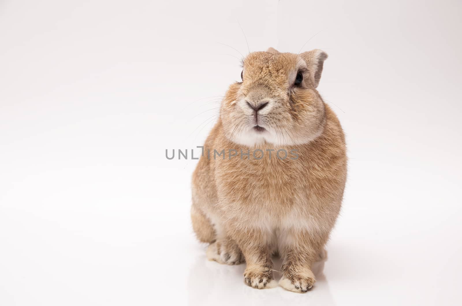 funny rabbit posing on a white background