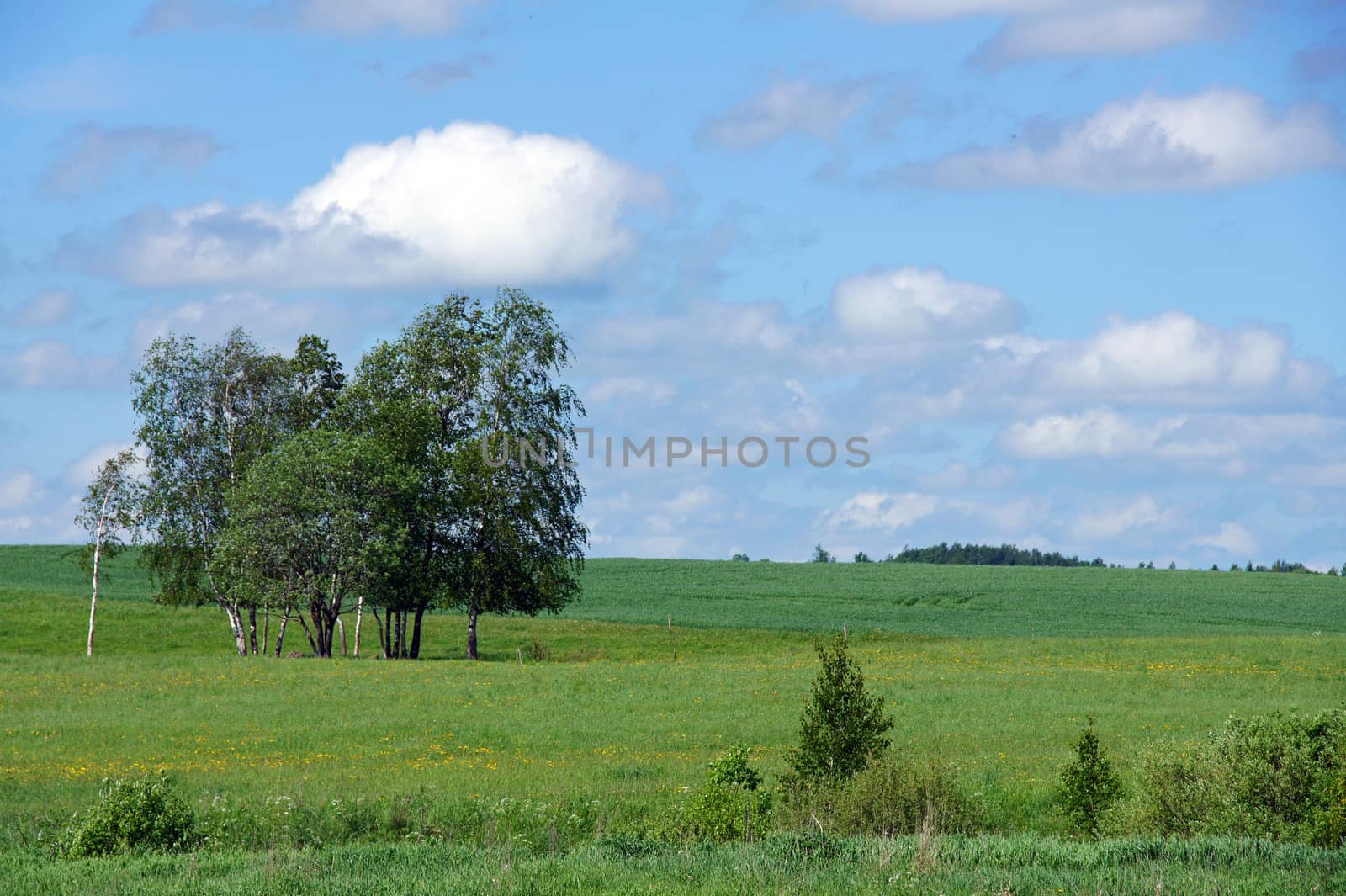 Perfect lone green tree against blue sky in a natural environment