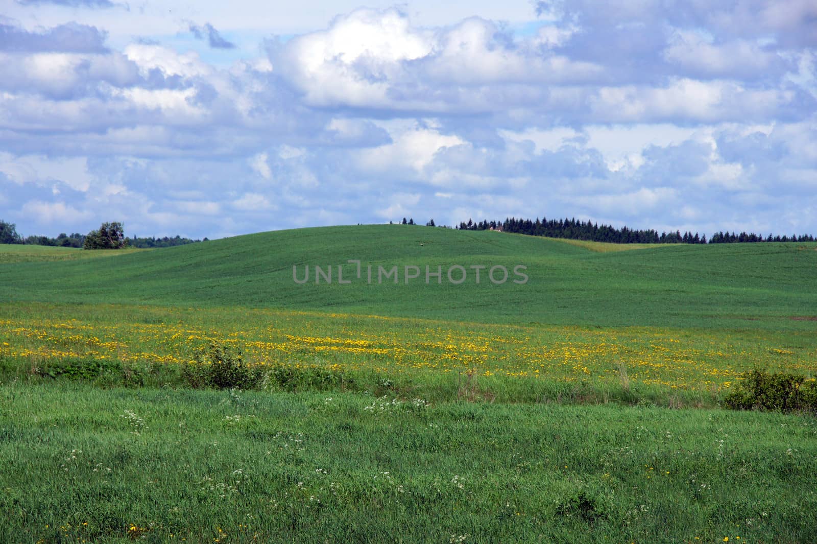 Landscape with a green meadow and the cloudy sky