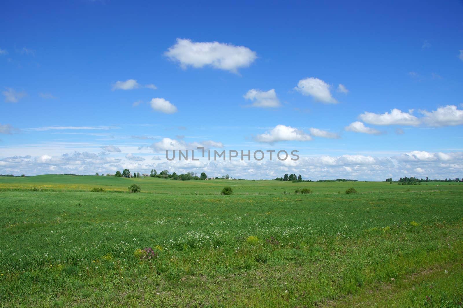 Perfect green field, blue sky with white clouds