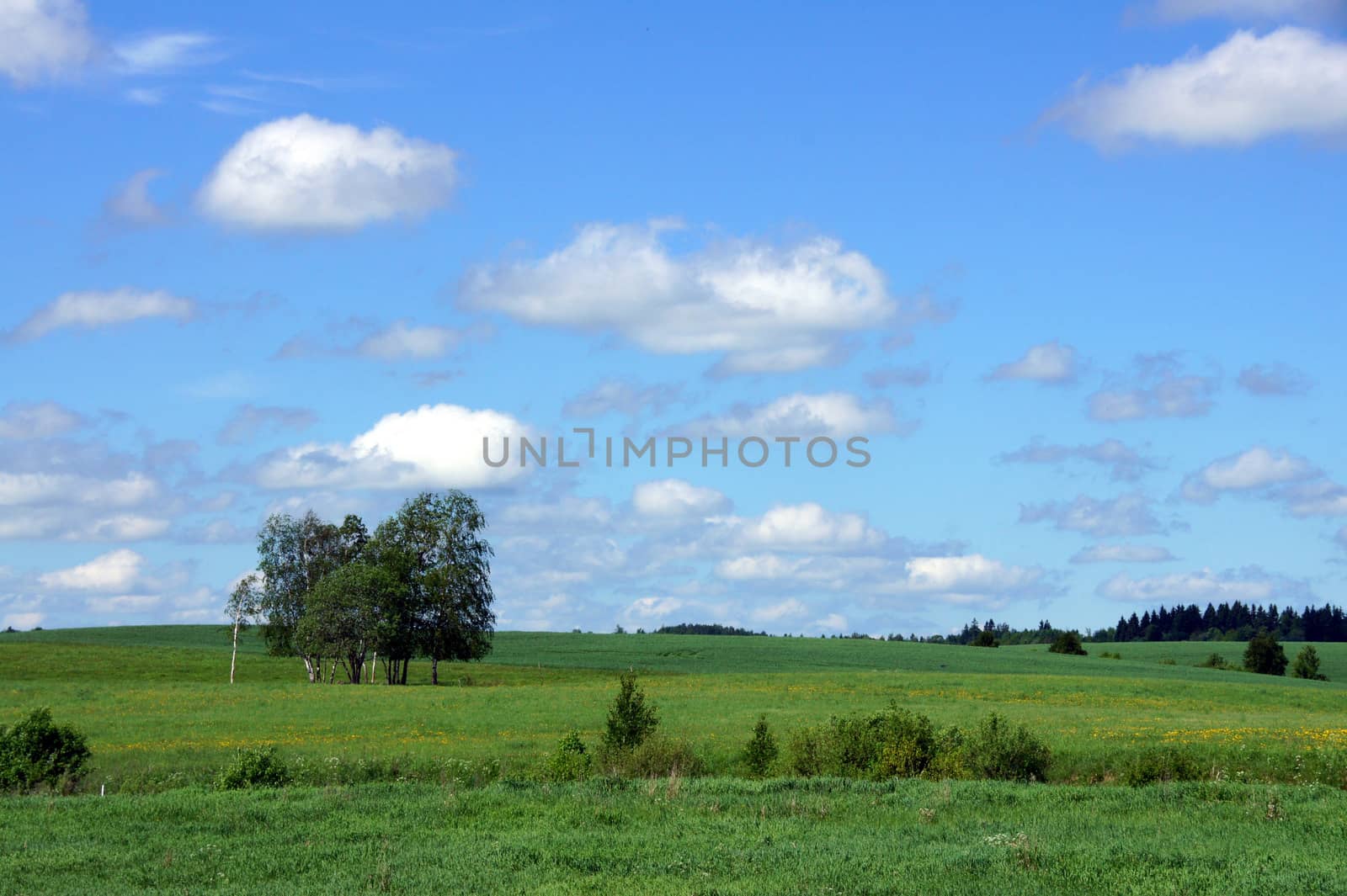 Landscape with the cloudy sky and plants