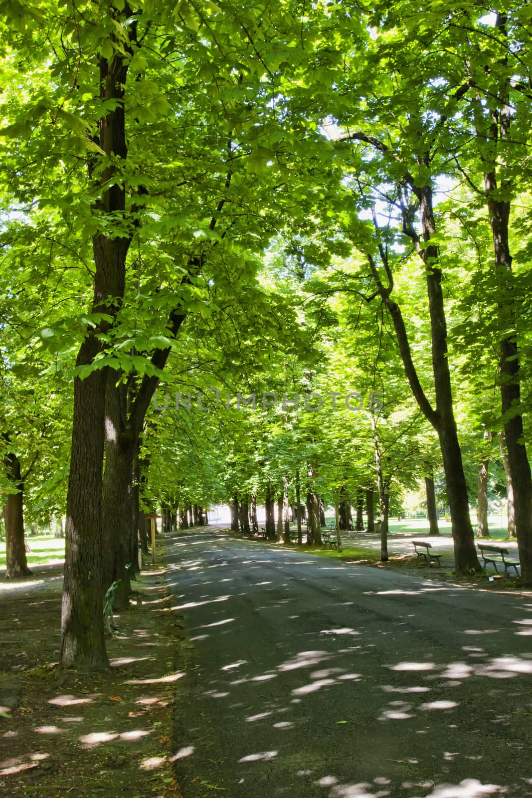 Tree-lined street by Koufax73