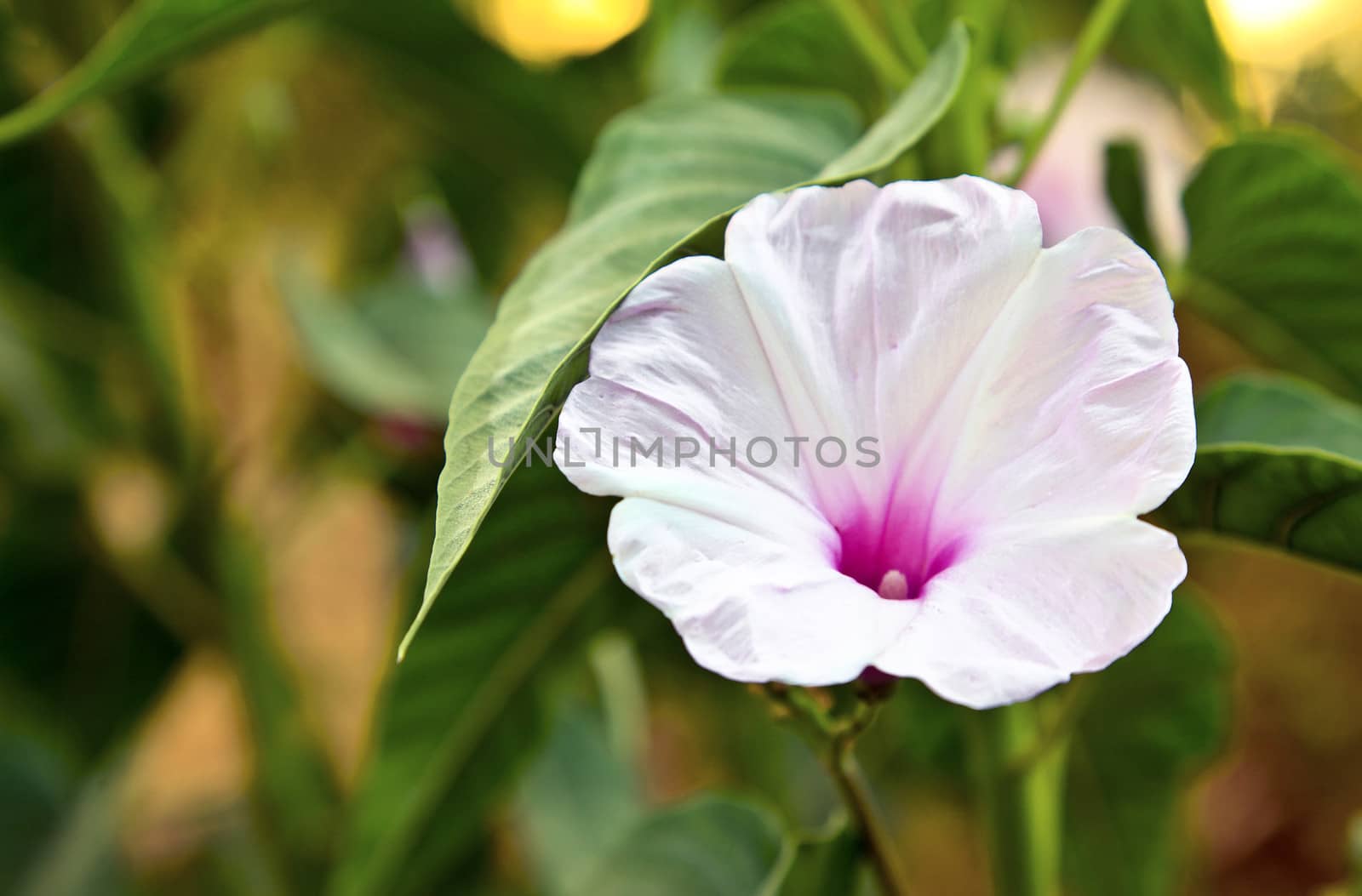 Horizontal color capture of White fluted Hibiscus flora in a a leafy garden Bombay India