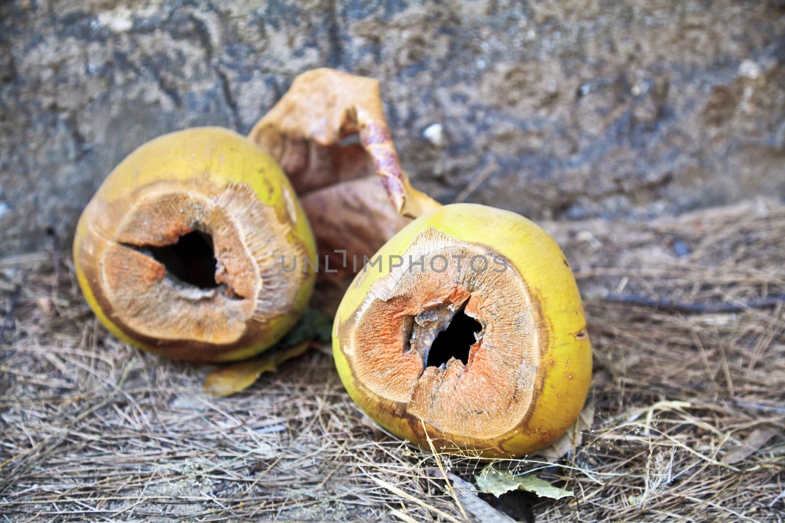 Horizontal color image of discarded fresh coconut shells as litter. The juice is a customary refreshing tropical drink very common in the tropics. Location of shot was Manori, Mumbai, India