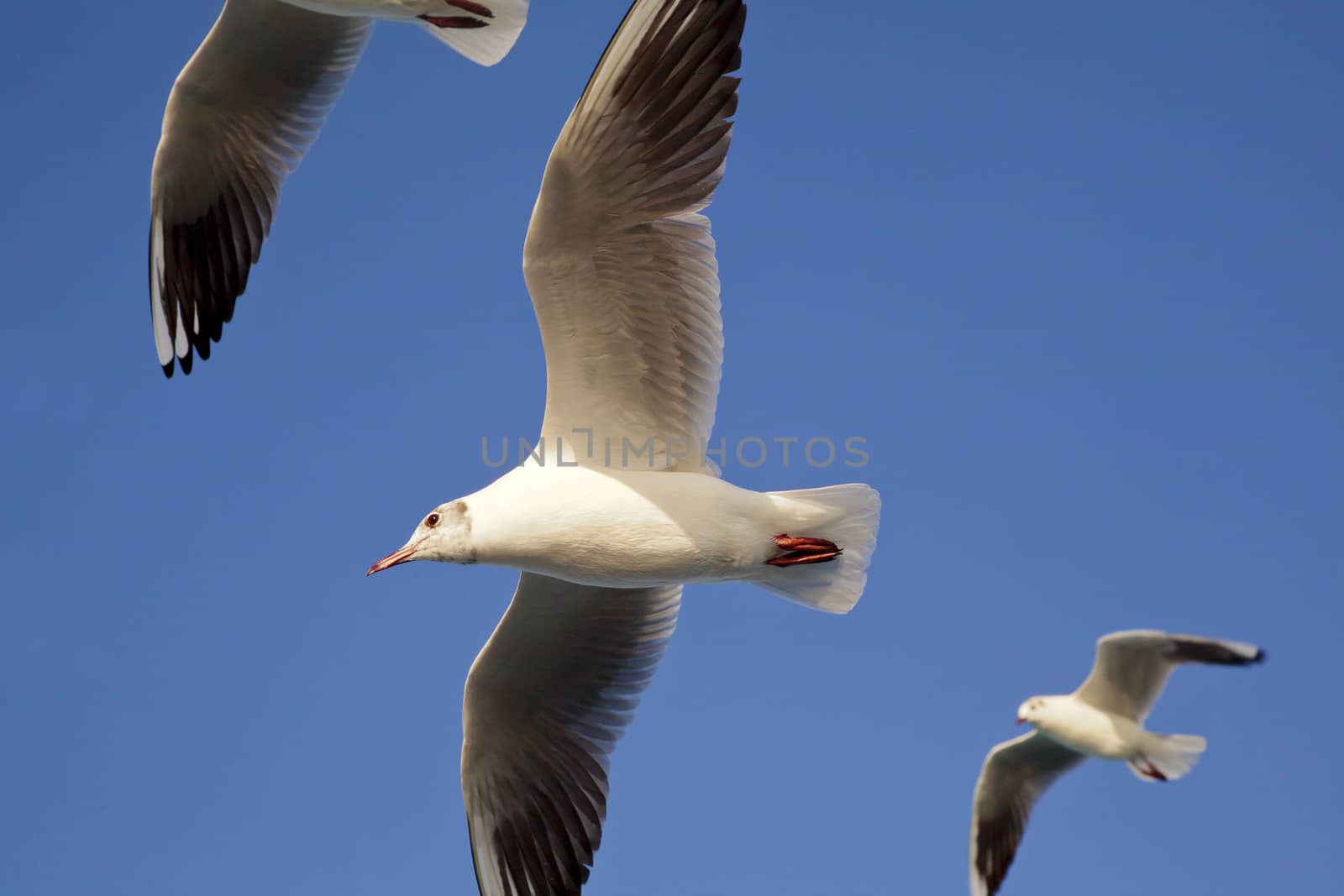 Horizontal landscape generic color capture three seagulls in flight shot from below. Shot taken at Bet Dwarka, Gujarat, India and is a close cropped image