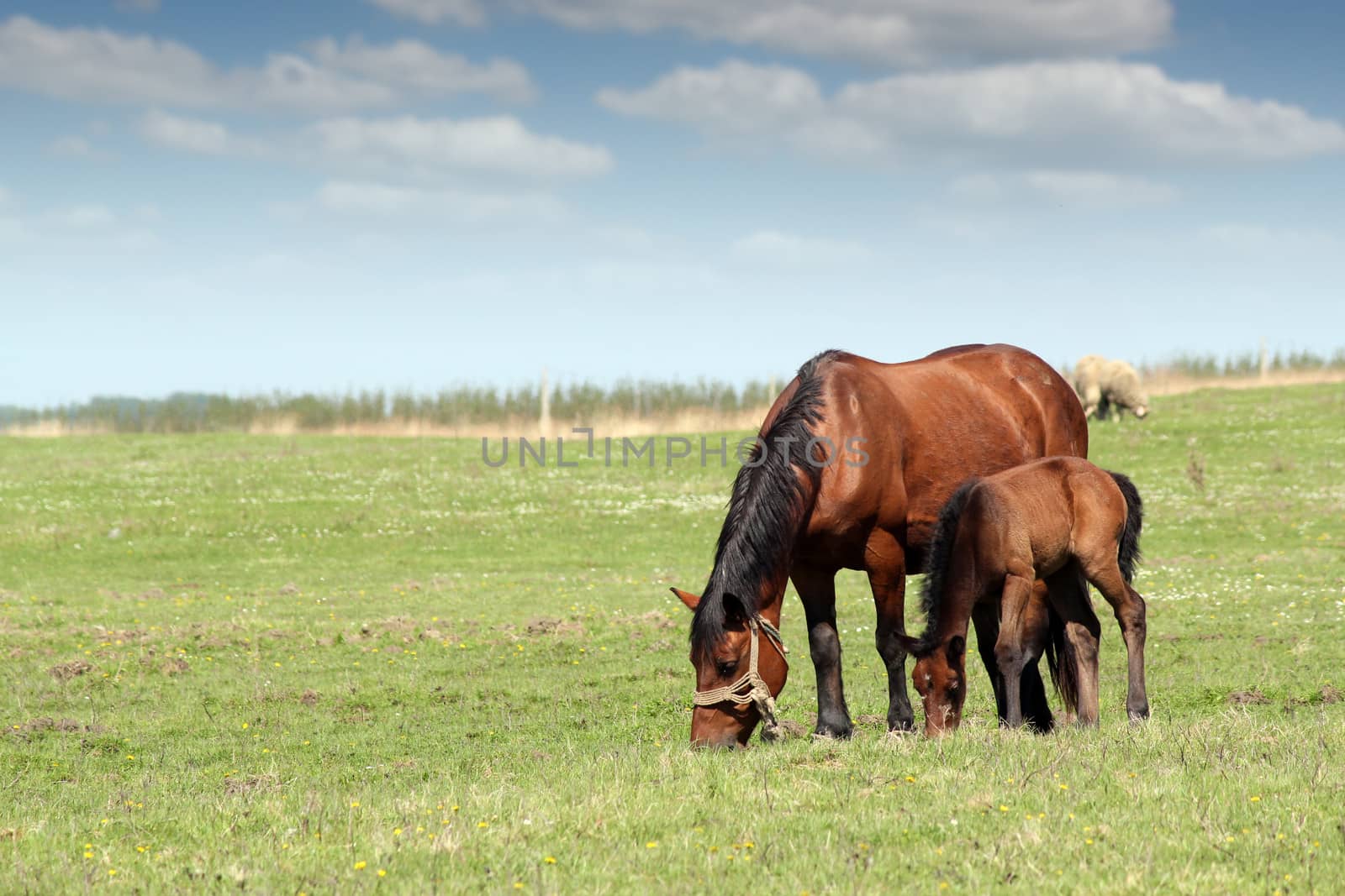 mare and foal on pasture ranch scene by goce