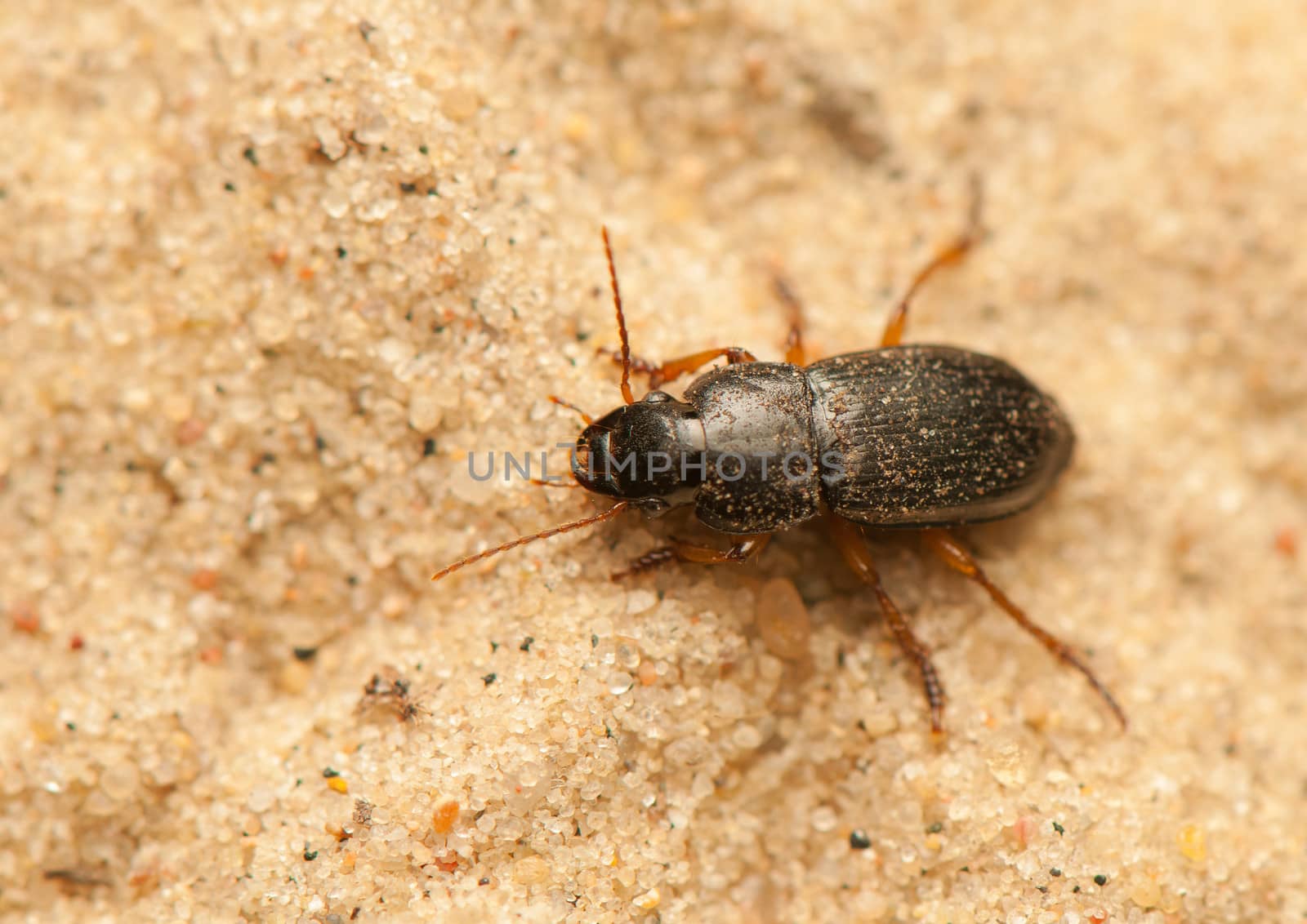 Anisodactylus binotatus by Gucio_55