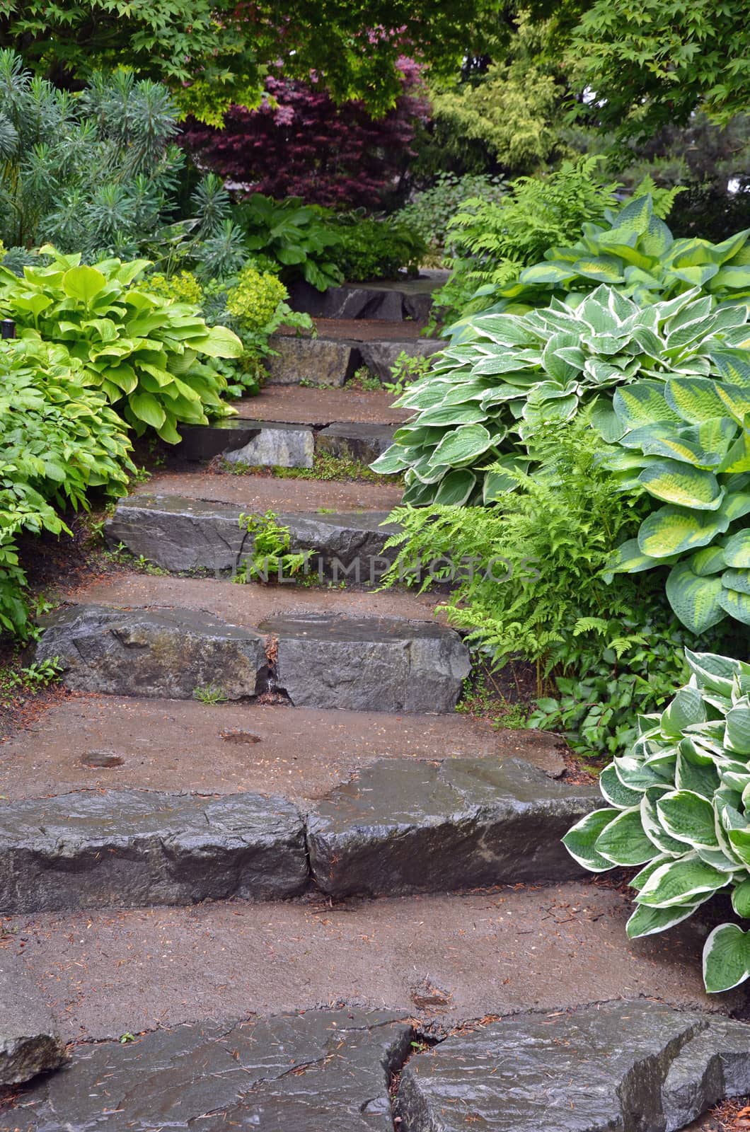 Stone staircase in lush green botanical garden