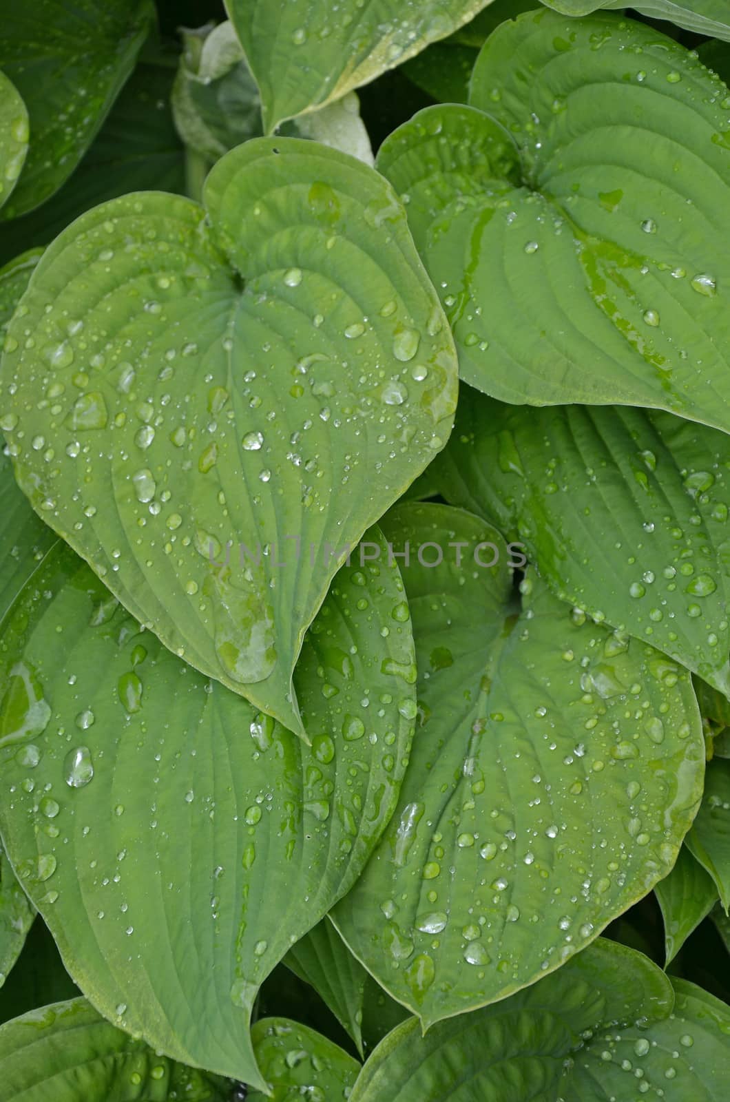 Hosta plant leaves covered in waterdrops