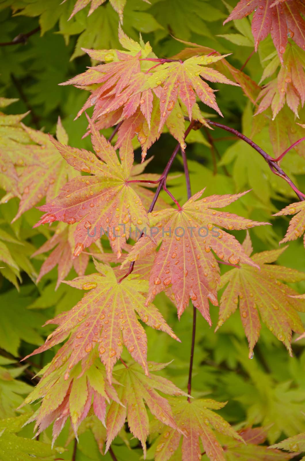 Japanese maple tree leaves by ingperl