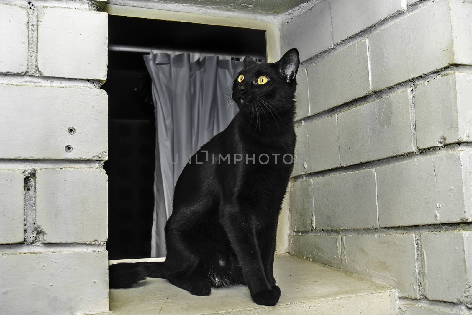 Young black cat on a window, Bombay breed