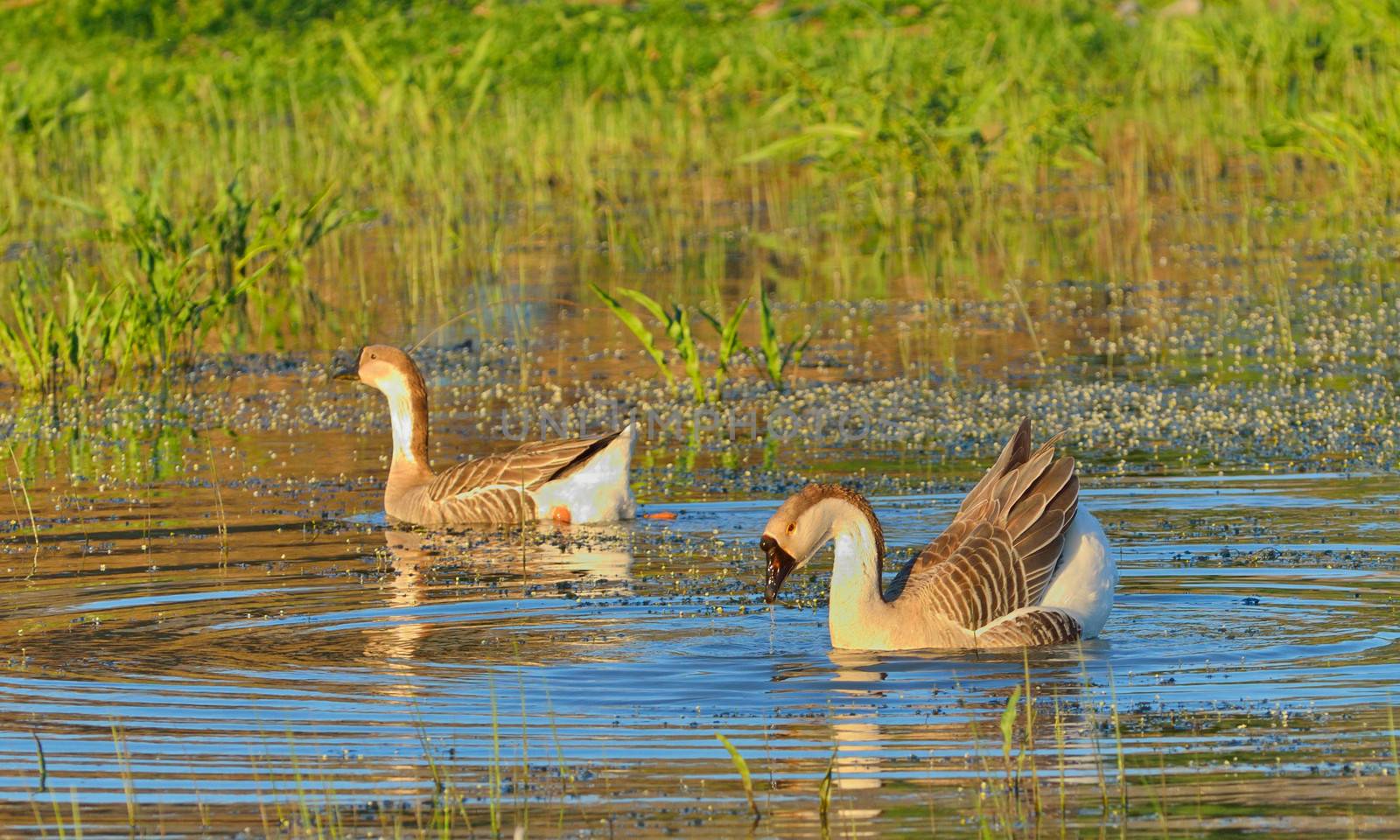 two wild ducks swim in the river