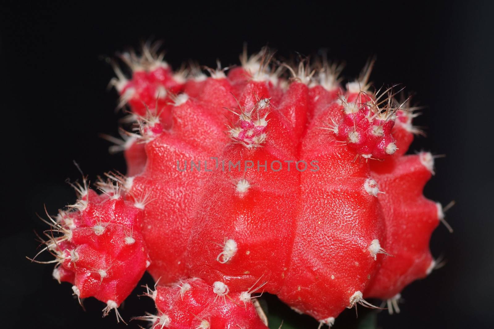close up of red cacti and spikes