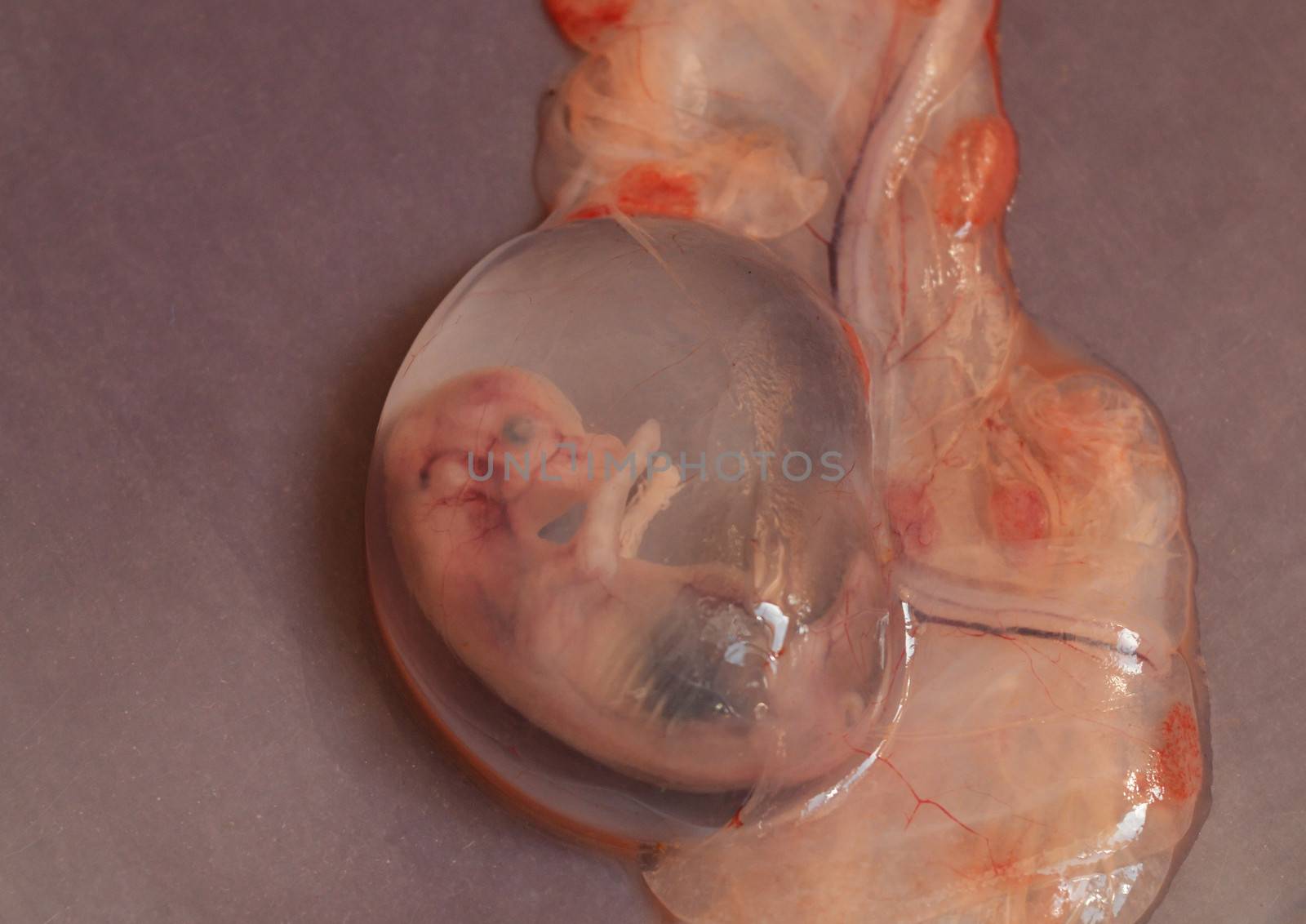 cows aborted embryo