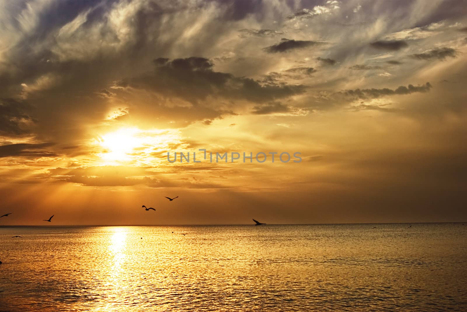 Early morning sunrise over the sea and a birds