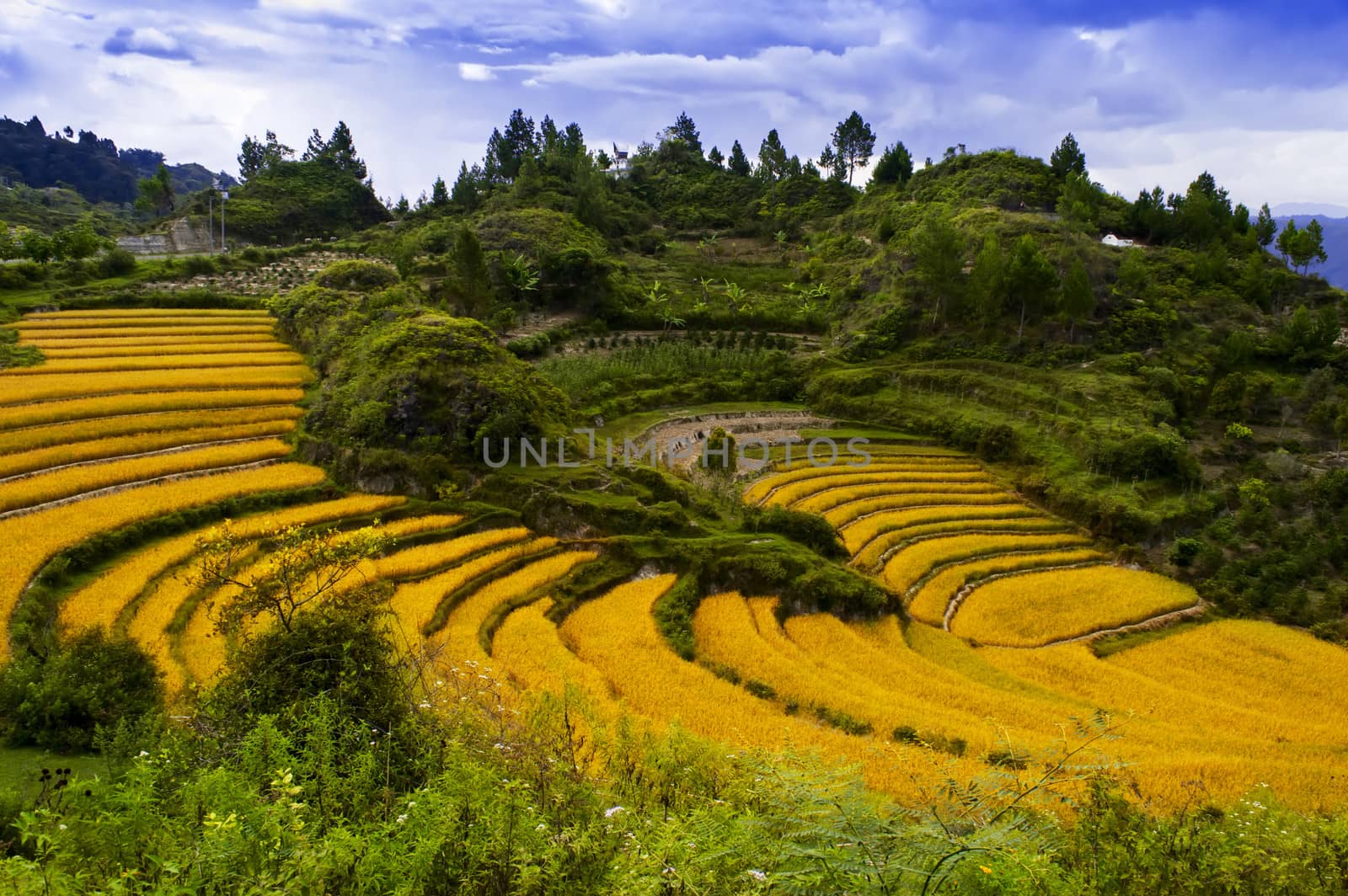 Terraces of Grain. Samosir Island North Sumatra, Indonesia.