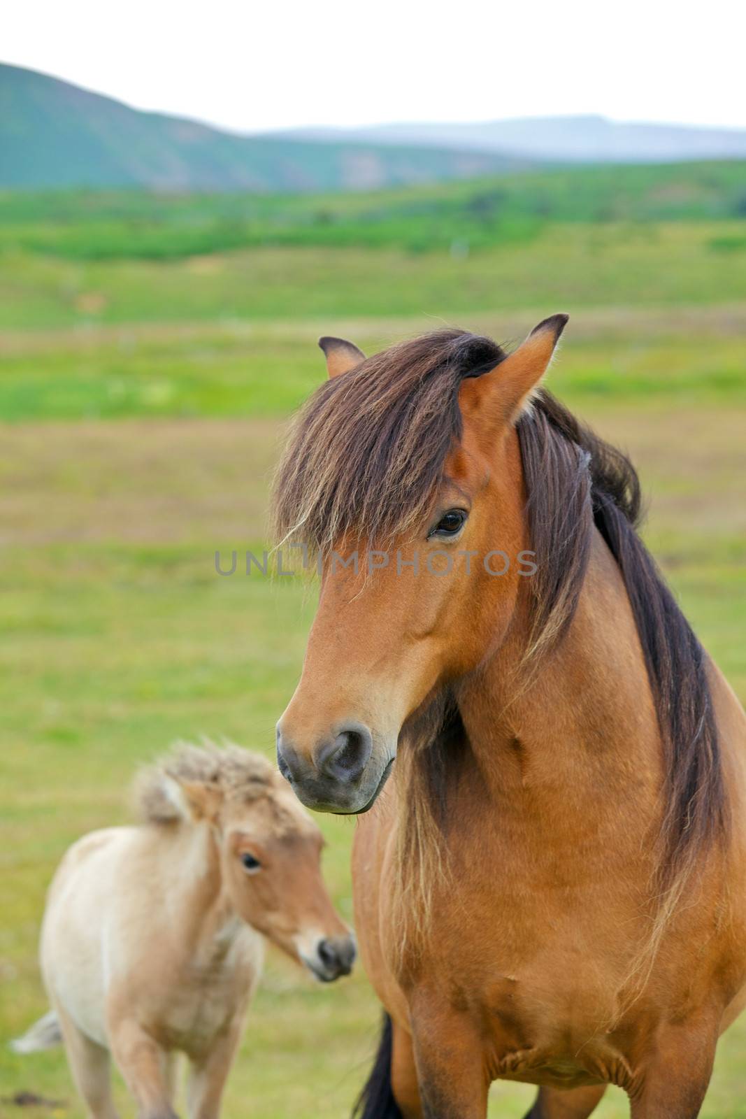 Closeup on the head of Icelandic horse Iceland. Vertical view