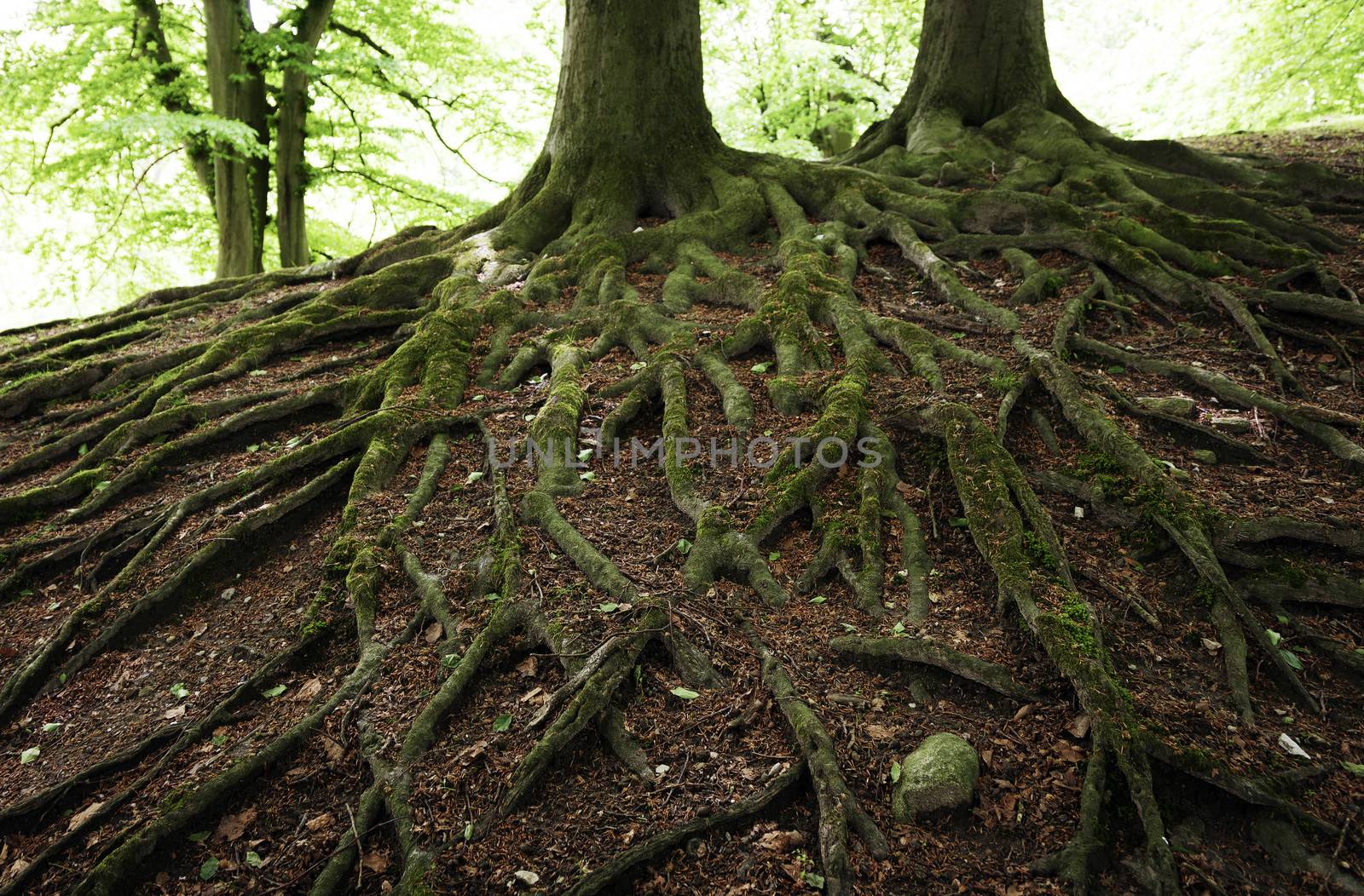 Very old beech tree roots in a Danish forest.