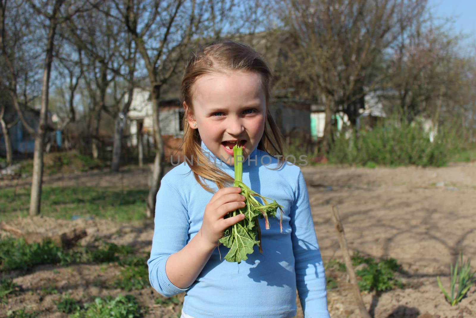 little girl chewing young sprout of a rhubard by alexmak