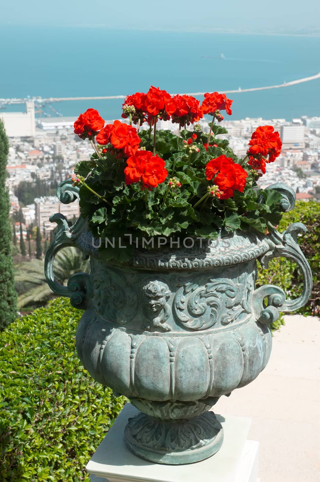 Geranium in retro vase. by LarisaP