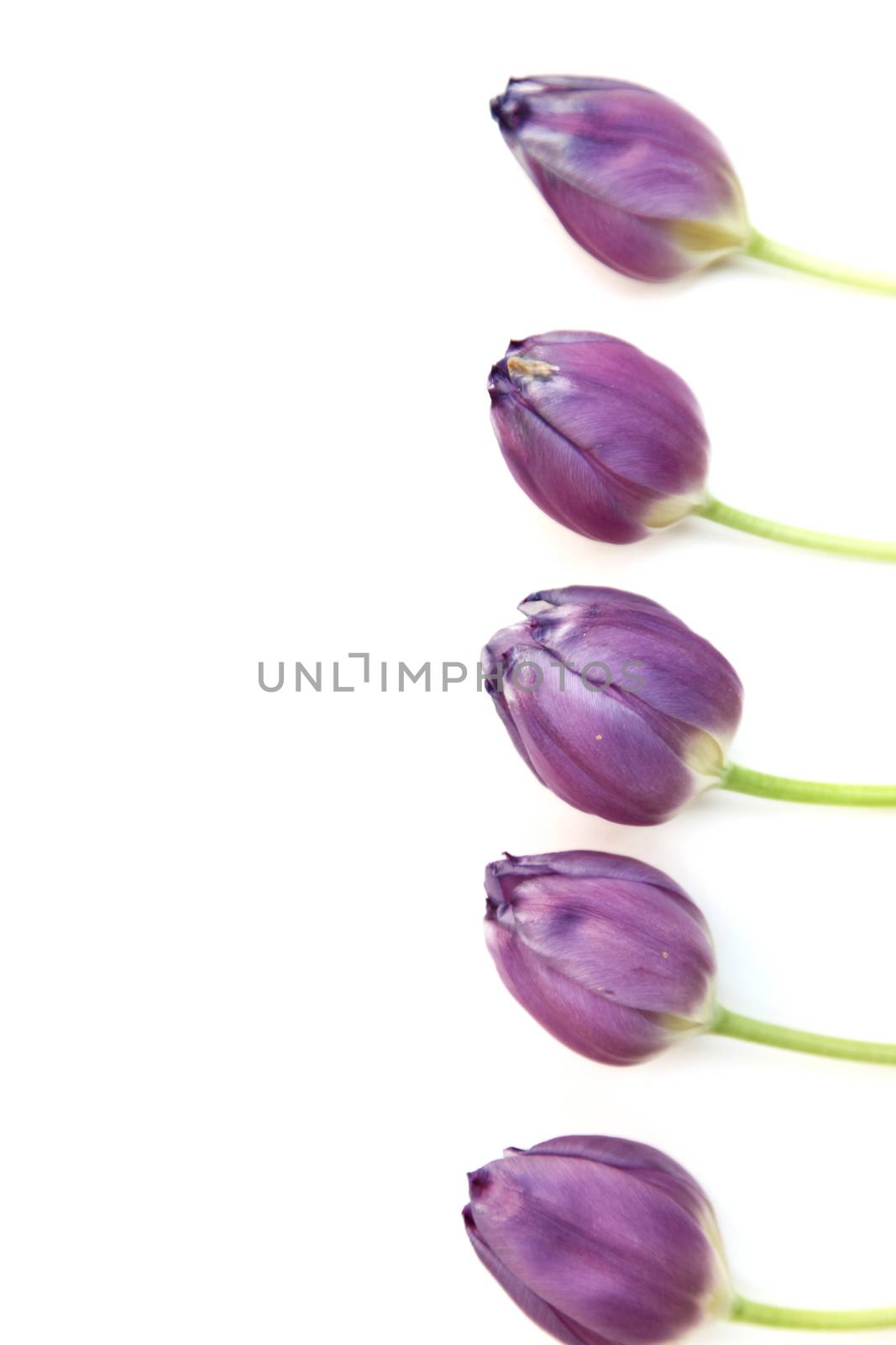 Purple tulip border by Farina6000