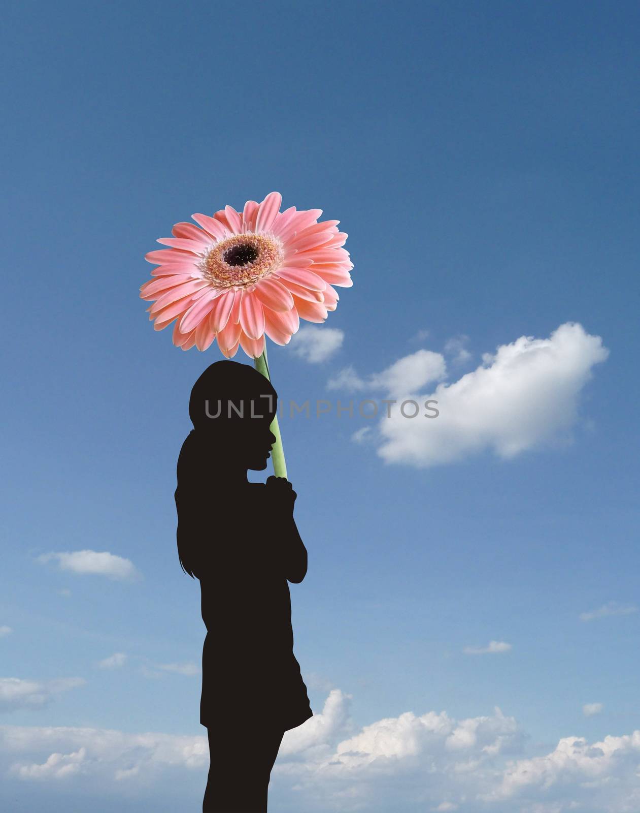 Silhouette of a little girl with a big Gerbera