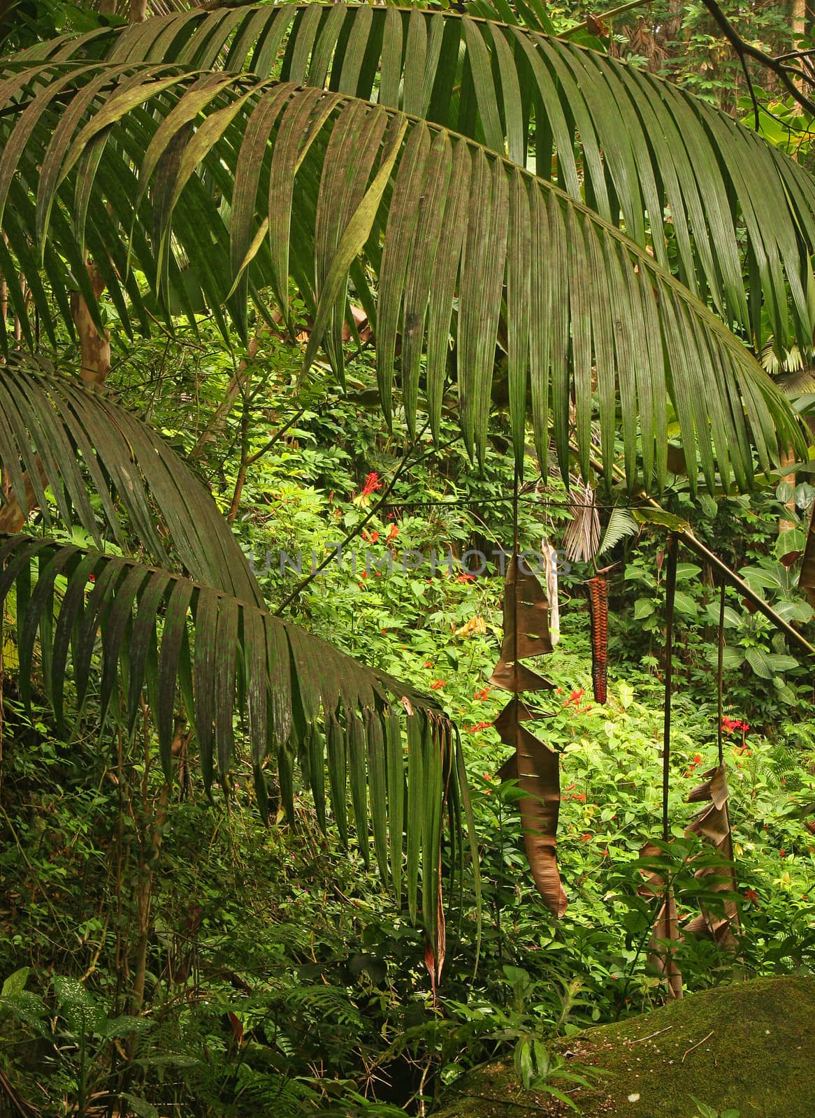 Tropical Forest, Big Island, Hawaii, United States