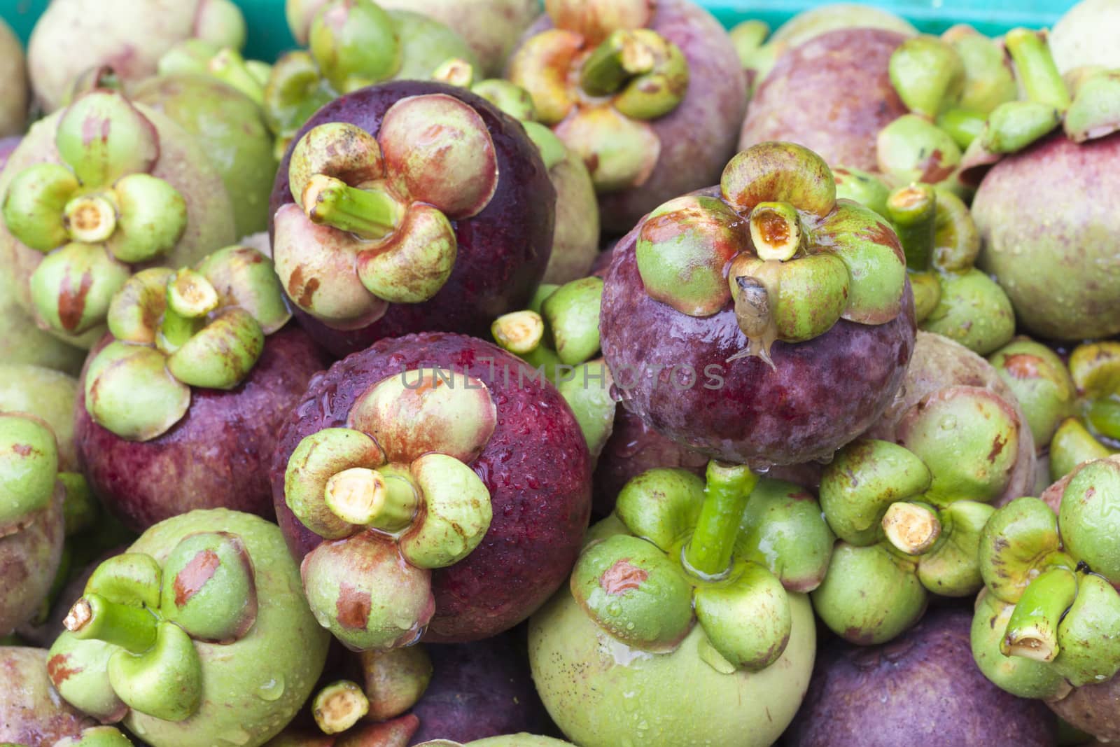 Fresh mangosteen after harvest. by ngungfoto