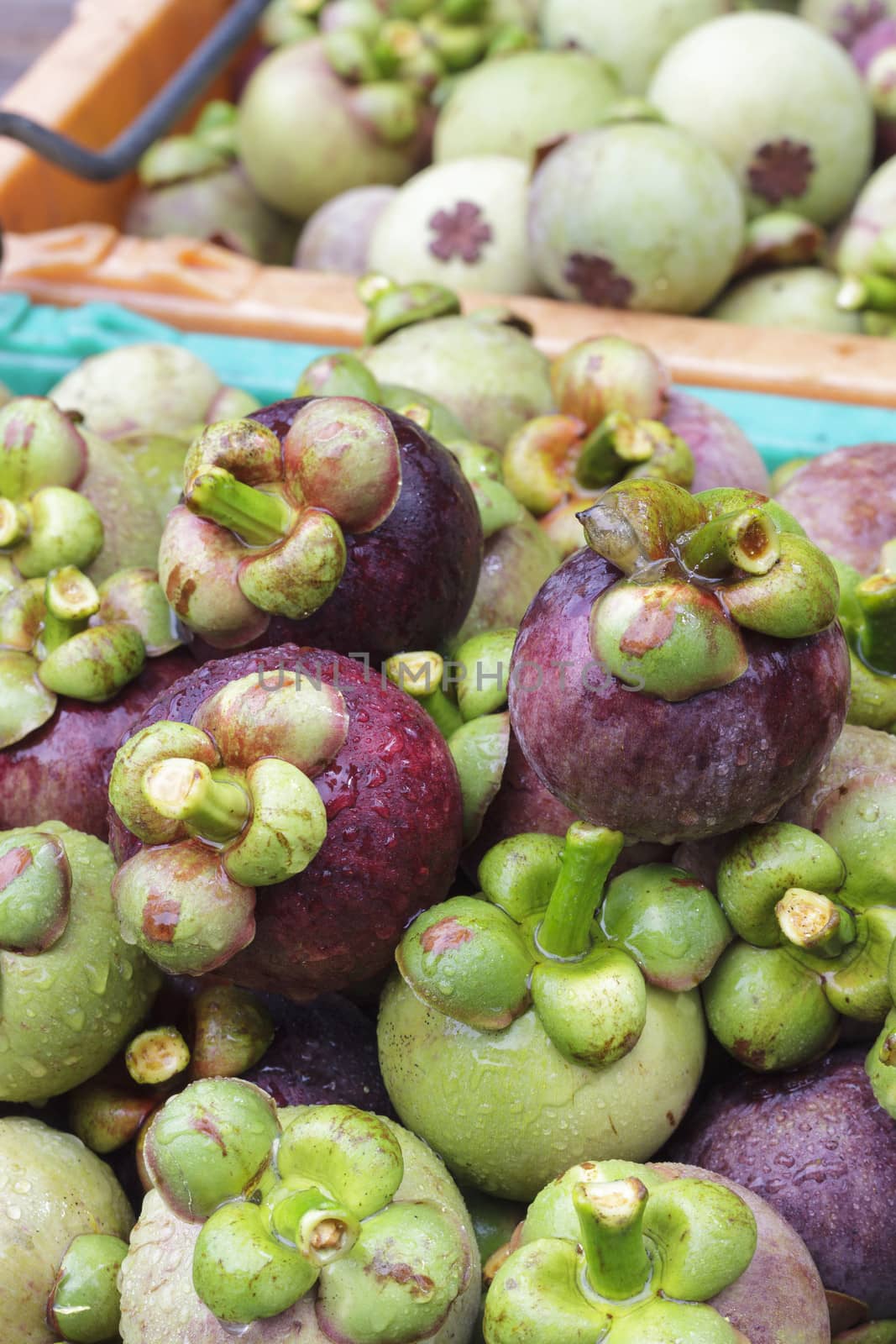 Fresh organic mangosteen after harvest from orchard go to te market.