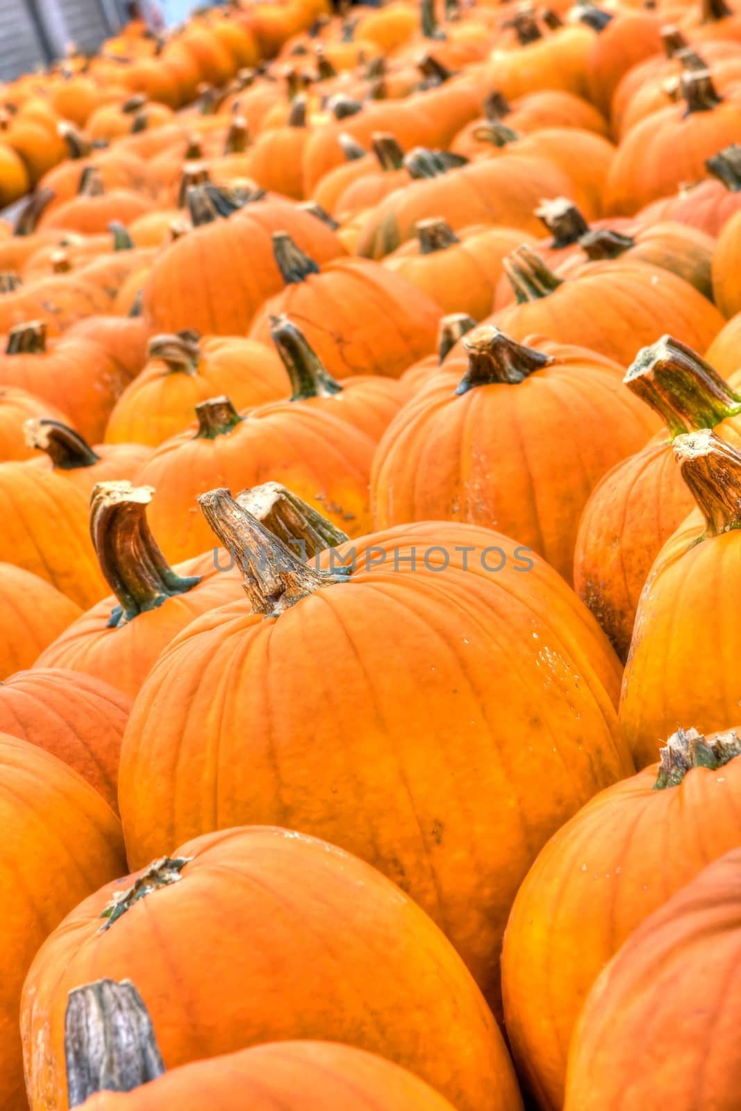 Pumpkins lines up during the Halloween holiday in HDR High Dynamic Range