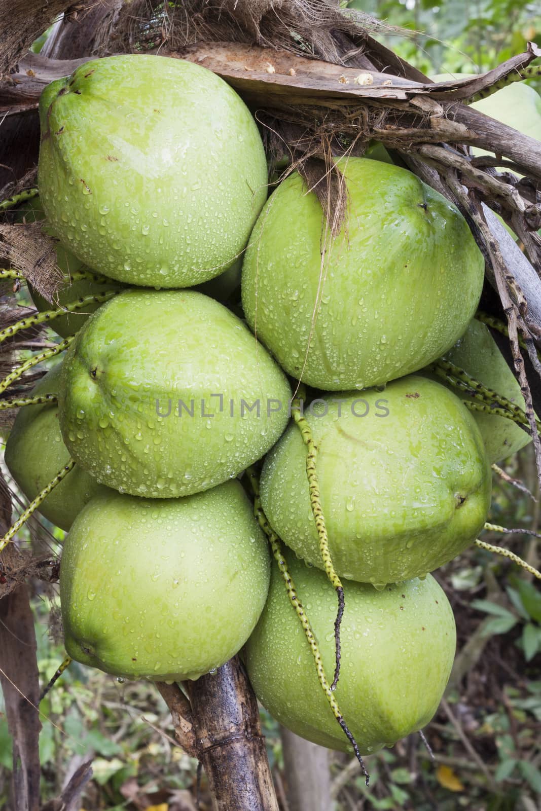 Group of organic coconut on the tree.