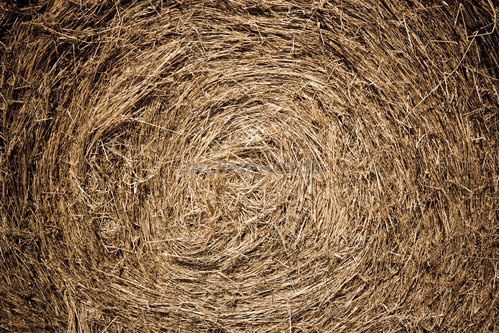 Round straw bale closeup detail made from cut and dried pasture grass baled to provide winter feed for livestock