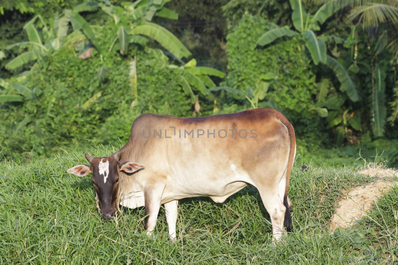 Cow eating green grass on a meadow.  by ngungfoto