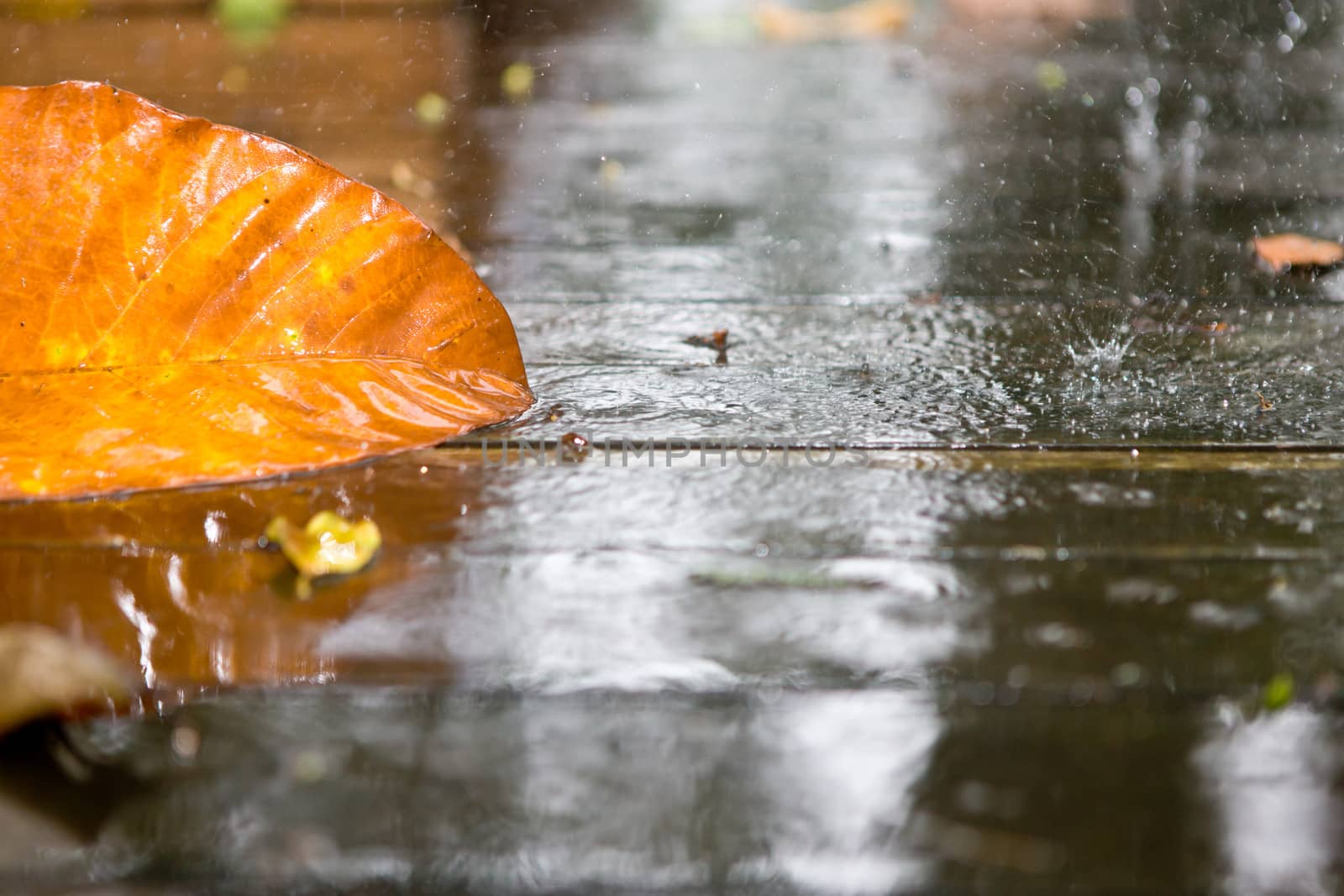 Beautiful colourful orange autumn leaf lying outdoors on a wet concrete surface in rain