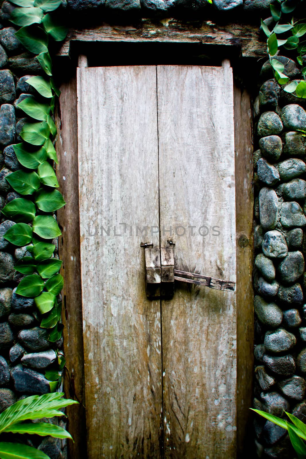 Old grungy wooden door with a latch set into in an attractive stone wall with a trailing green creeper