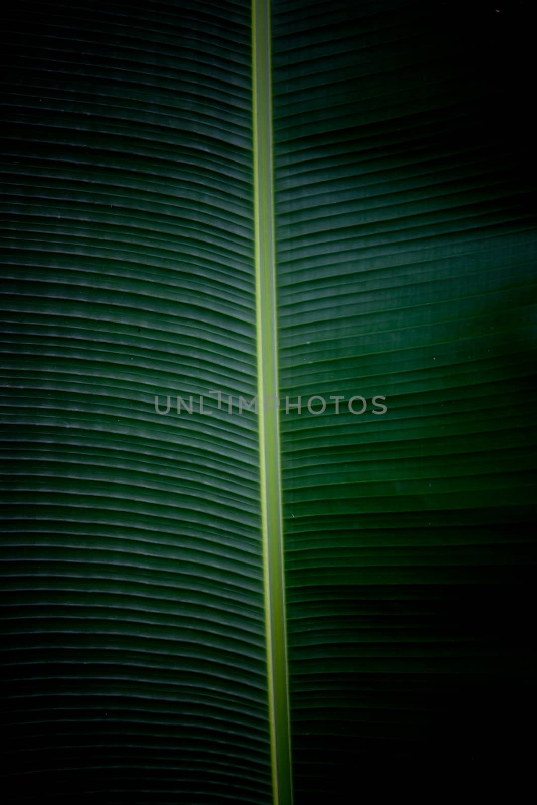 Banana leaf background with a dark green natural pattern formed by the veins with a central highlight giving it texture