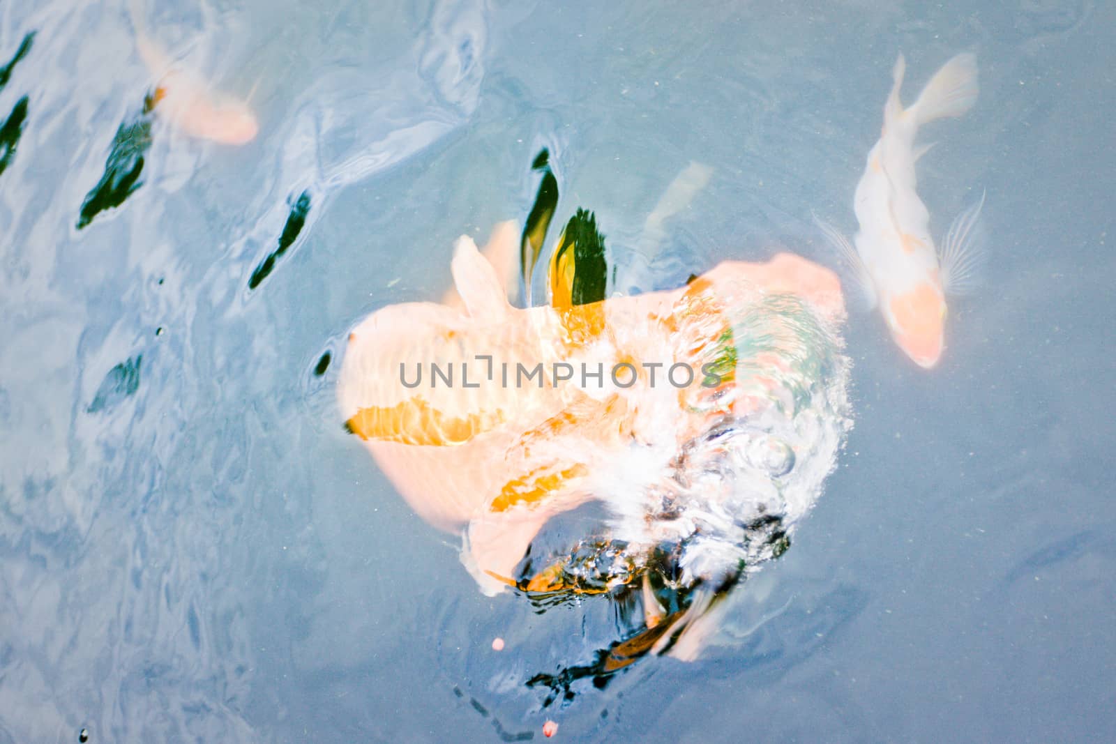 Ornamental koi fish, a species of carp bred for their colours, swimming underwater in an outdoor pond