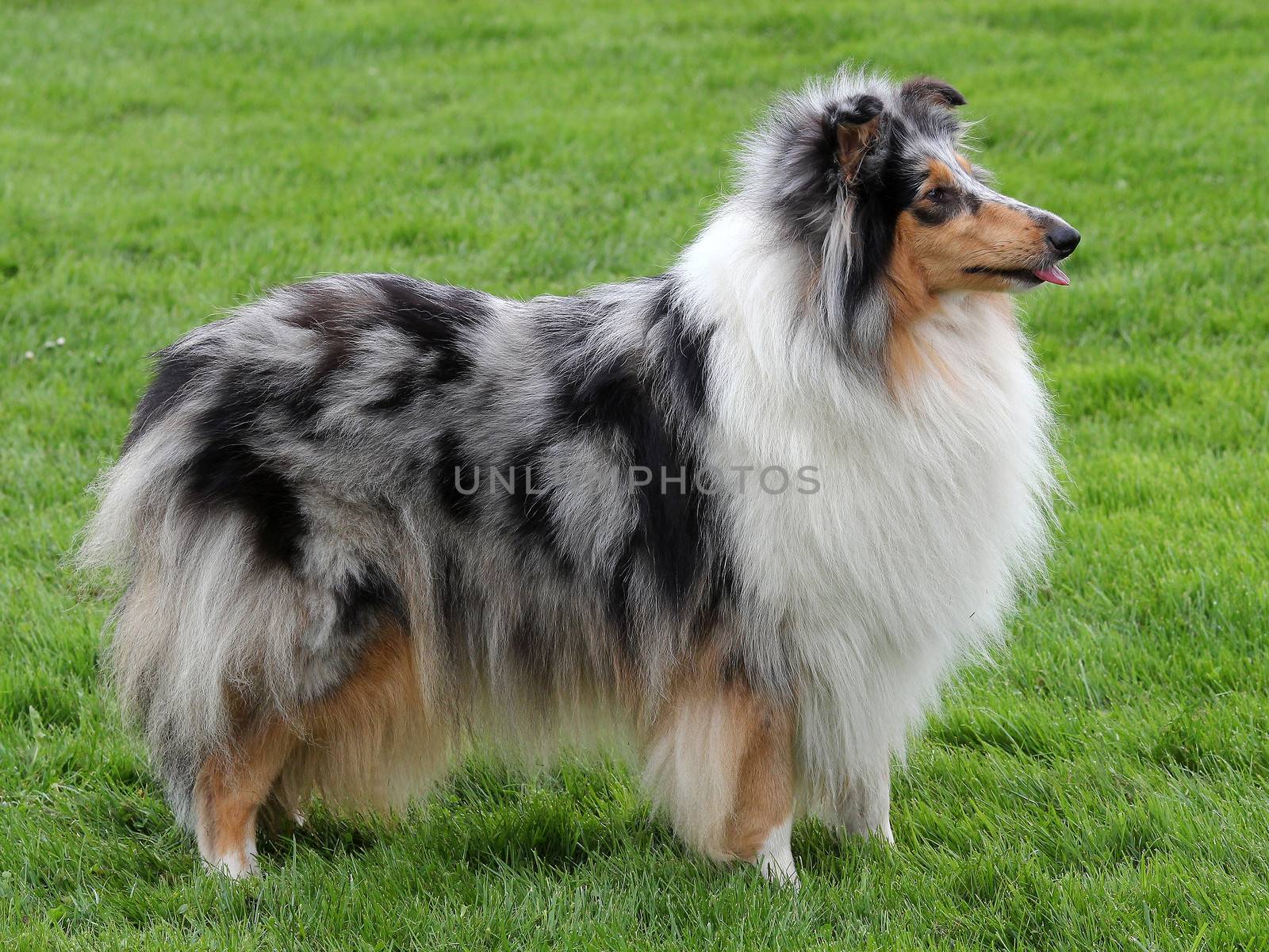 Collie Rough Blue-merle dog by CaptureLight