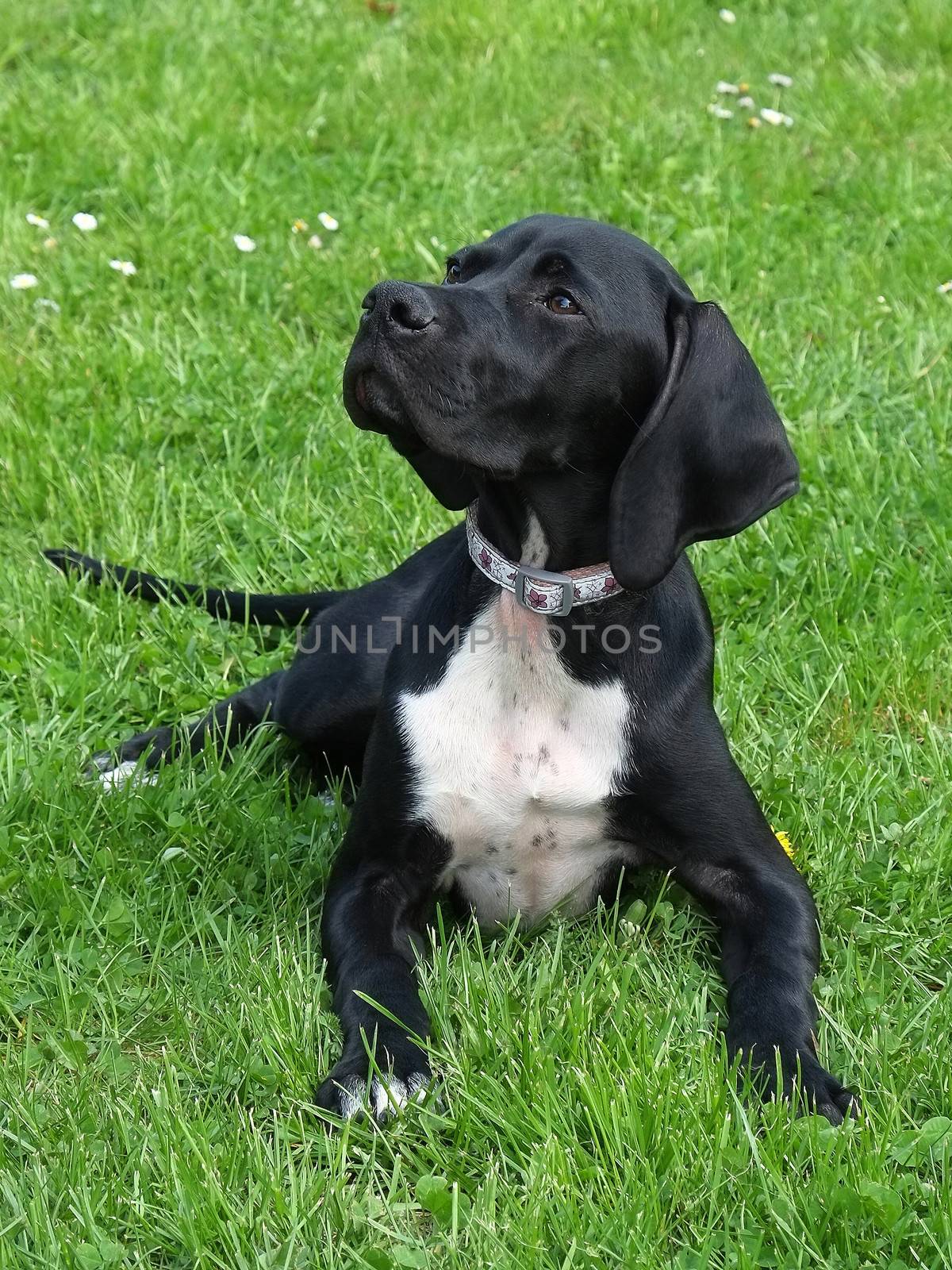 Funny Pointer puppy on the green grass