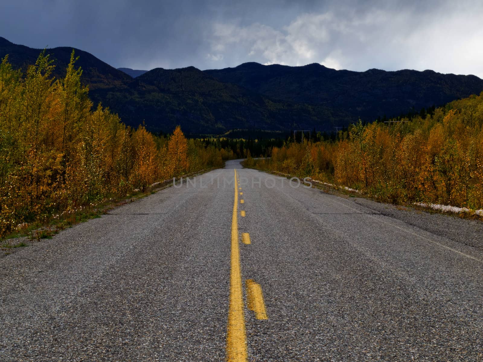 Yellow autumn colors at Robert Campbell Highway in central Yukon Territory Canada