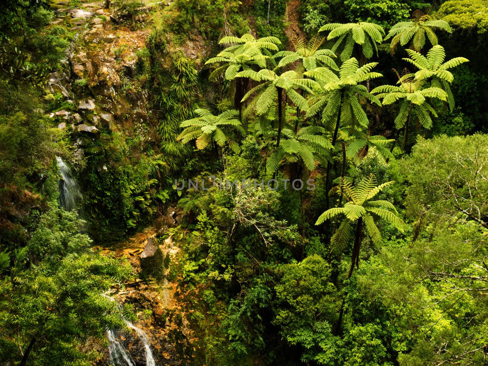 Grove of endemic New Zealand rainforest fern trees in lush green wilderness