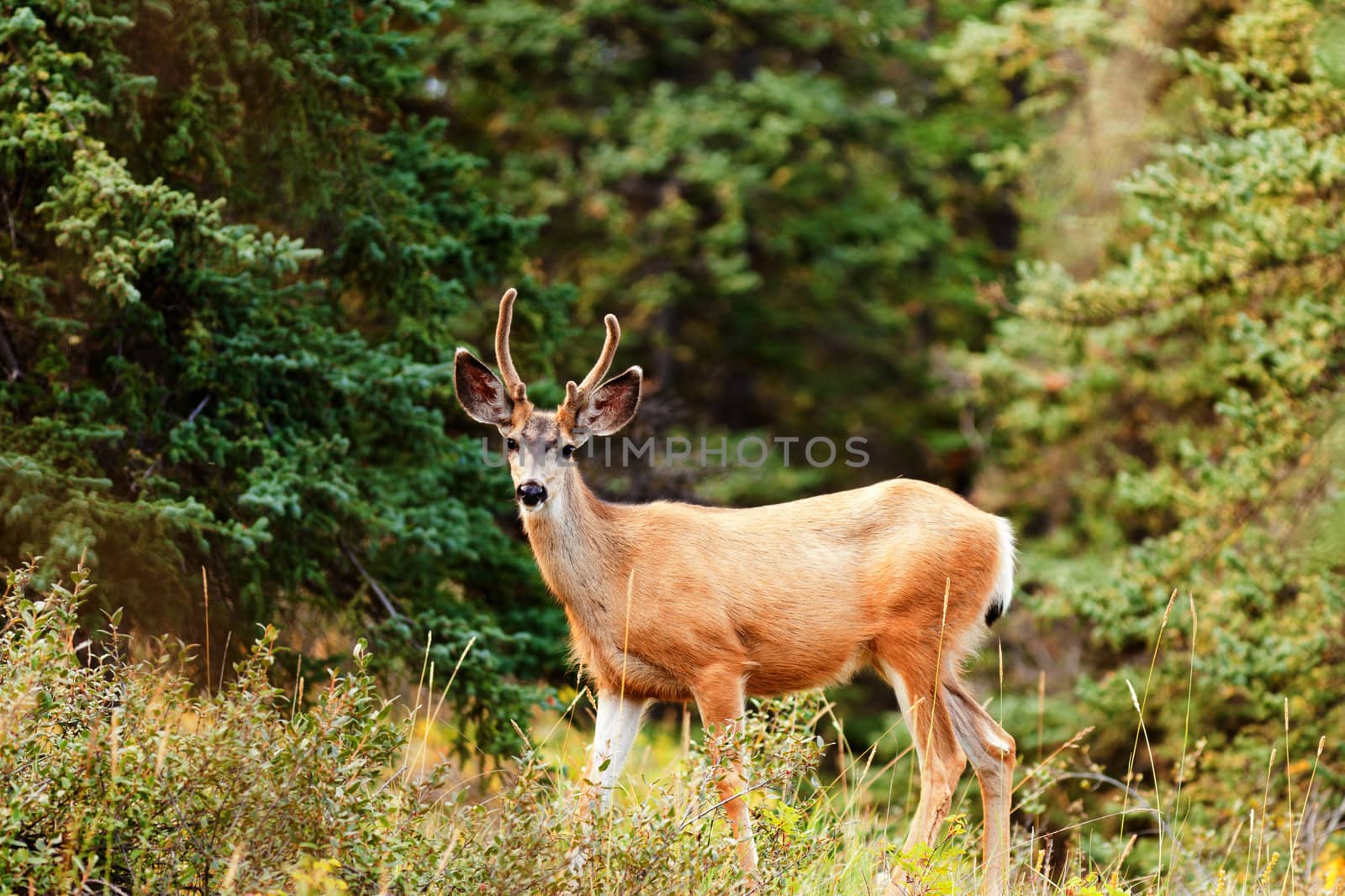 Young mule deer buck Odocoileus hemionus with velvet antlers in the wild of boreal forest taiga of the Yukon Territory Canada.