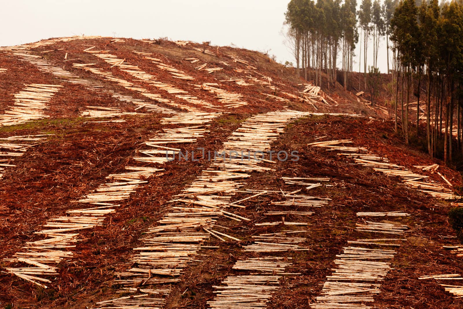 Deforestation of hillside by clearcutting mature Eucalyptus forest for timber harvest