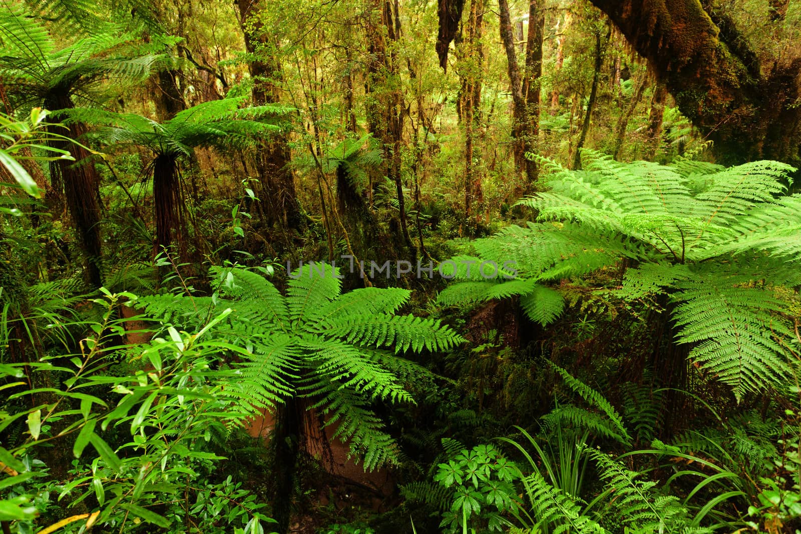 Lush green tree fern in understorey of New Zealand rainforest wilderness